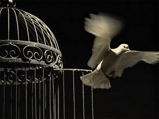 bird out of its cage
